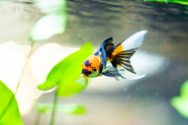 ปลาทองในพ — ภาพถ่ายสต็อก
