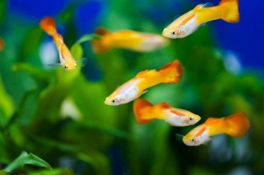 Tatlı su akvaryum balığı, guppy (Poecilia reticulata), milyonbalığı, gökkuşağı balığı