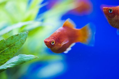 Tatlı su akvaryum balığı, Güney ornitorenk balığı, mavi, kırmızı ve smokin yaygın plato, veya ay balığı (Xiphophorus maculatus)