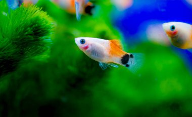 Tatlı su akvaryum balığı, Güney ornitorenk balığı, mavi, kırmızı ve smokin yaygın plato, veya ay balığı (Xiphophorus maculatus)