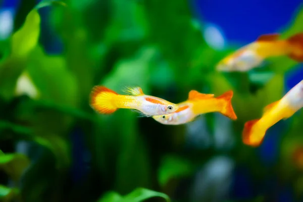 Aquário Água Doce Peixes Guppy Poecilia Reticulata Millionfish Peixe Arco — Fotografia de Stock
