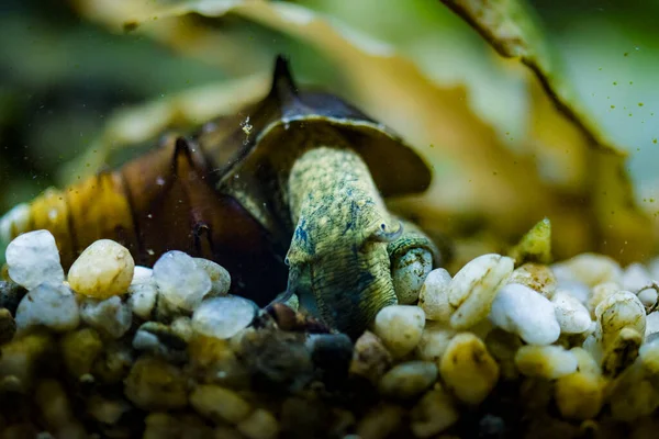 Escargot Aquarium Eau Douce Pomacera Ampularia Ampullaria Australis Brotia Herculea — Photo