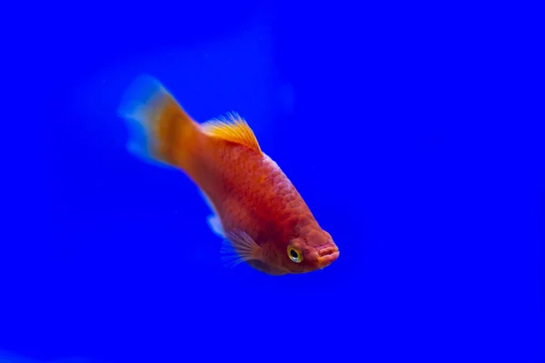 Édesvízi Akváriumi Halak Déli Platyfish Kék Piros Szmokingközönséges Platy Vagy — Stock Fotó