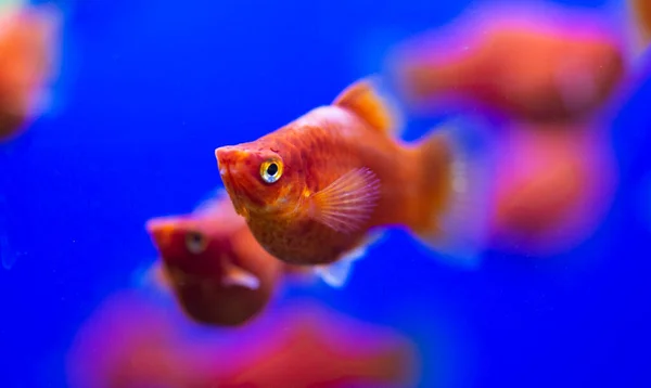 Freshwater Aquarium Fish Southern Platyfish Blue Red Tuxedo Common Platy — Stock Photo, Image