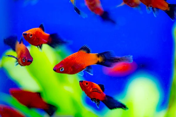 Tatlı su akvaryum balığı, Güney ornitorenk balığı, mavi, kırmızı ve smokin yaygın plato, veya ay balığı (Xiphophorus maculatus)