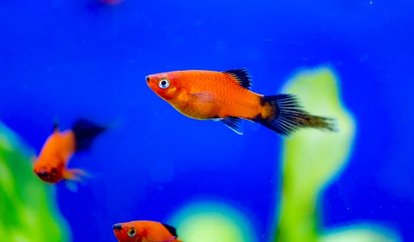 Peixes Aquário Água Doce Ornitorrincos Sul Azuis Vermelhos Smoking Peixes — Fotografia de Stock