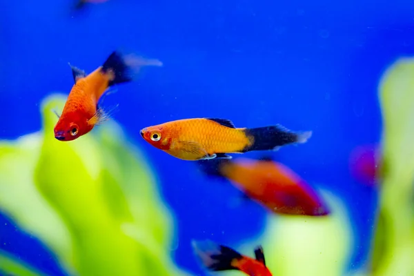 Peixes Aquário Água Doce Ornitorrincos Sul Azuis Vermelhos Smoking Peixes — Fotografia de Stock