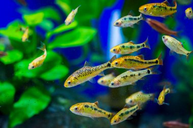 Akvaryum balığı - puntius veya barbus