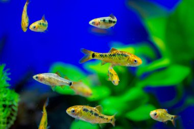 Akvaryum balığı - puntius veya barbus