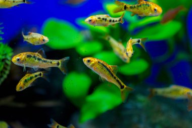 Akvaryum balığı - puntius veya barbus