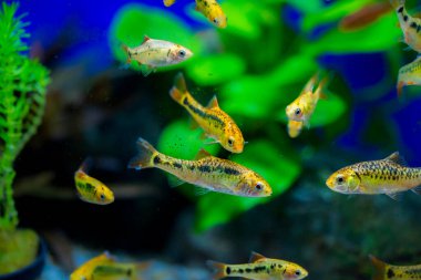 Akvaryum balığı - puntius veya barbus