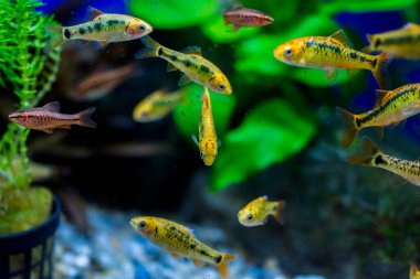 Akvaryum balığı - puntius veya barbus