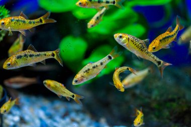 Akvaryum balığı - puntius veya barbus