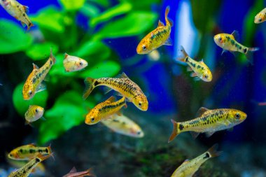 Akvaryum balığı - puntius veya barbus