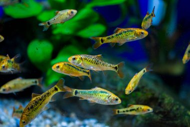 Akvaryum balığı - puntius veya barbus