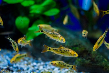 Akvaryum balığı - puntius veya barbus