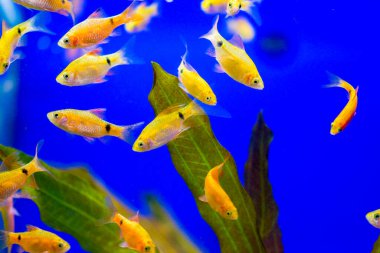 Akvaryum balığı - puntius veya barbus