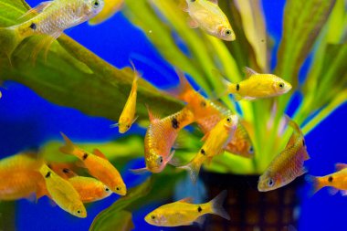 Akvaryum balığı - puntius veya barbus