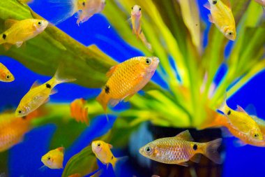 Akvaryum balığı - puntius veya barbus