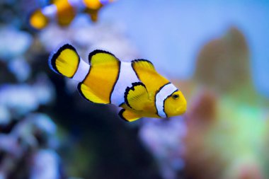 Ocellaris palyaço balığı, Amphiprion ocellaris, aynı zamanda sahte perküla palyaço balığı ya da sıradan palyaço balığı olarak da bilinir.