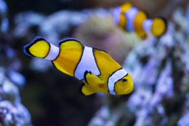 Ocellaris palyaço balığı, Amphiprion ocellaris, aynı zamanda sahte perküla palyaço balığı ya da sıradan palyaço balığı olarak da bilinir.