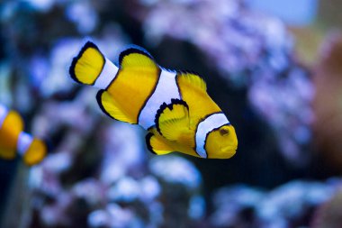 Ocellaris clownfish, Amphiprion ocellaris, also known as the false percula clownfish or common clownfish clipart