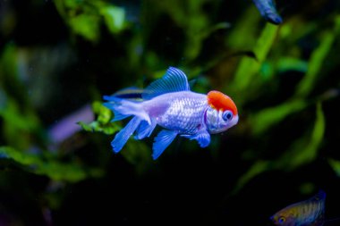 Akvaryumdaki Japon Balığı - Carassius Auratus