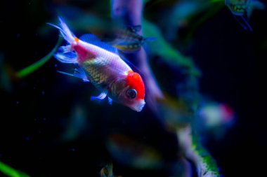 Akvaryumdaki Japon Balığı - Carassius Auratus