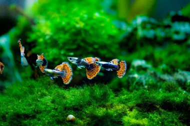 Tatlı su akvaryum balığı, guppy (Poecilia reticulata), milyonbalığı, gökkuşağı balığı