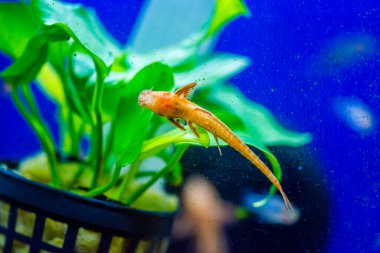 Loricaria (Rineloricaria) sp. - Kırmızı. Kırmızı kertenkele yayın balığı