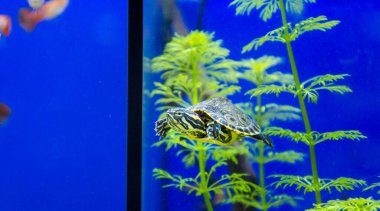 Tatlı su akvaryumu kaplumbağası, chrysemis, trachemis ve akvaryumda daha fazla tür 