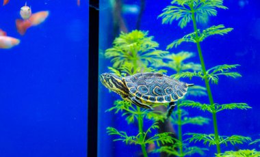 Tatlı su akvaryumu kaplumbağası, chrysemis, trachemis ve akvaryumda daha fazla tür 