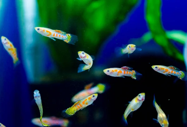 Freshwater Aquarium Fish Guppy Poecilia Reticulata Millionfish Rainbow Fish — Stock Photo, Image