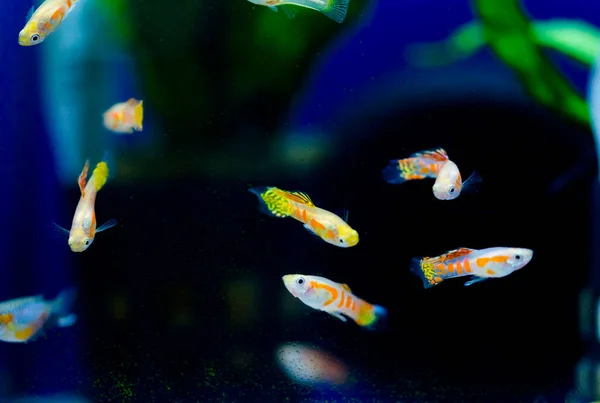 Aquário Água Doce Peixes Guppy Poecilia Reticulata Millionfish Peixe Arco — Fotografia de Stock