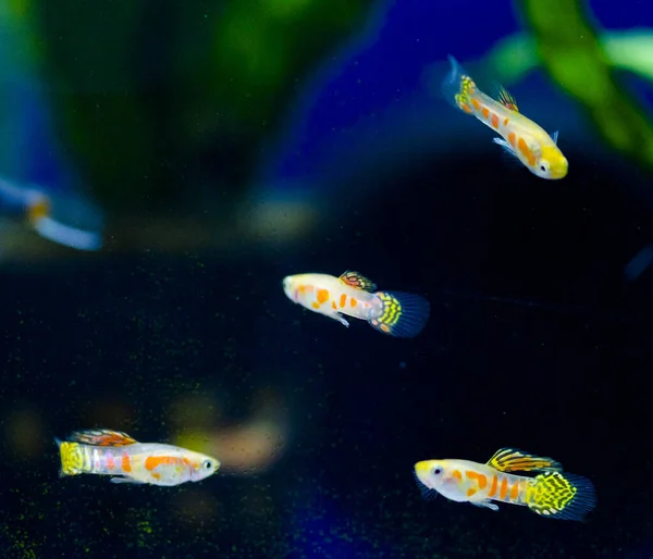 Peces Acuario Agua Dulce Guppy Poecilia Reticulata Millonfish Peces Arco —  Fotos de Stock
