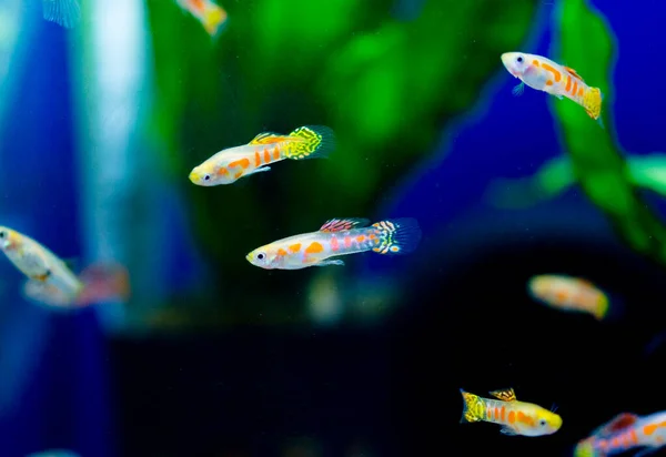 Tatlı Akvaryum Balığı Guppy Poecilia Reticulata Milyonbalığı Gökkuşağı Balığı — Stok fotoğraf