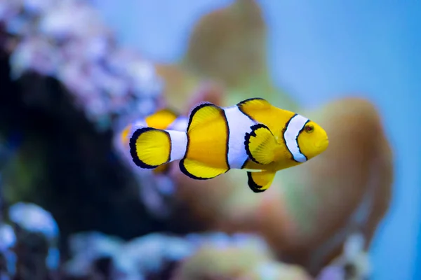Ocellaris Clownfish Amphiprion Ocellaris También Conocido Como Falso Pez Payaso — Foto de Stock