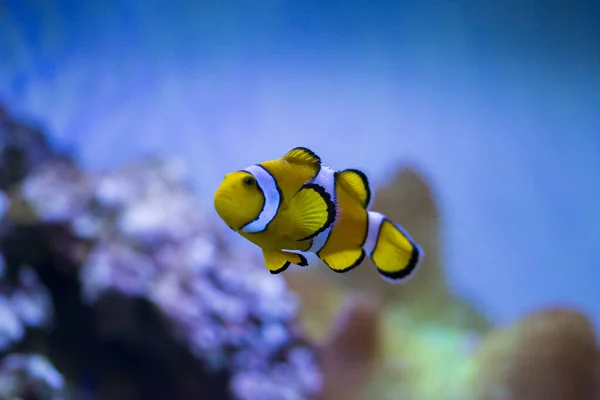 Ocellaris Clownfish Amphiprion Ocellaris También Conocido Como Falso Pez Payaso — Foto de Stock