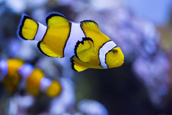 Ocellaris Clownfish Amphiprion Ocellaris También Conocido Como Falso Pez Payaso — Foto de Stock