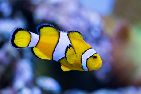 Ocellaris clownfish, Amphiprion ocellaris, also known as the false percula clownfish or common clownfish