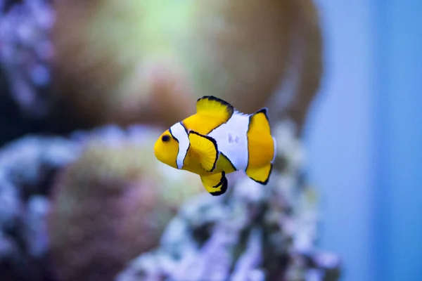 Ocellaris Clownfish Amphiprion Ocellaris También Conocido Como Falso Pez Payaso — Foto de Stock