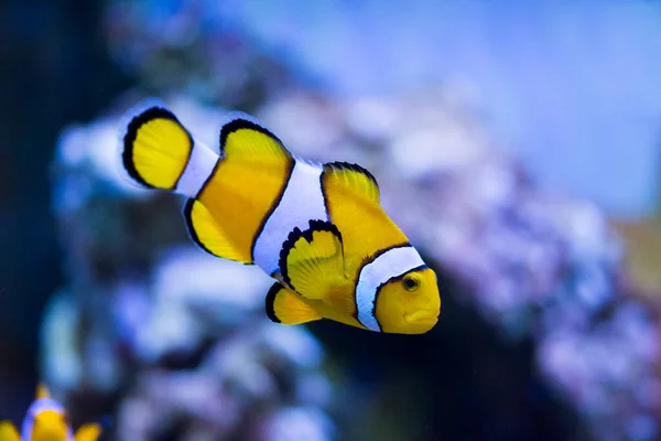 Ocellaris Clownfish Amphiprion Ocellaris También Conocido Como Falso Pez Payaso — Foto de Stock