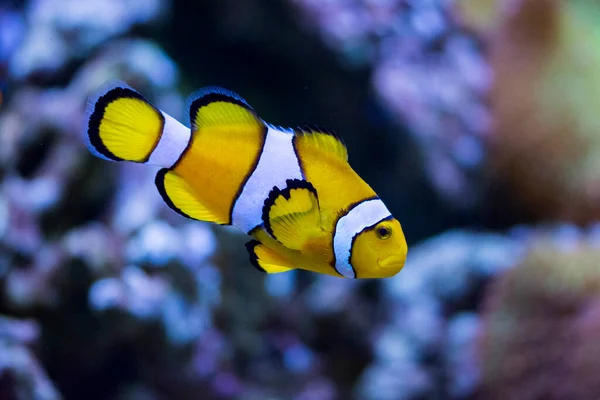 Ocellaris Clownfish Amphiprion Ocellaris También Conocido Como Falso Pez Payaso — Foto de Stock