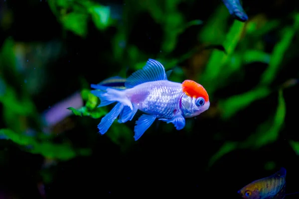 Akvaryumdaki Japon Balığı Carassius Auratus — Stok fotoğraf