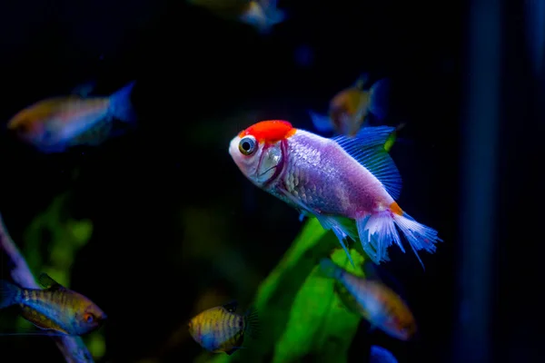 Akvaryumdaki Japon Balığı Carassius Auratus — Stok fotoğraf