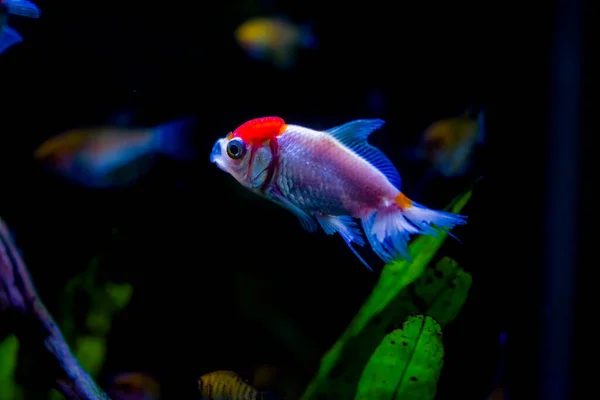 Akvaryumdaki Japon Balığı Carassius Auratus — Stok fotoğraf