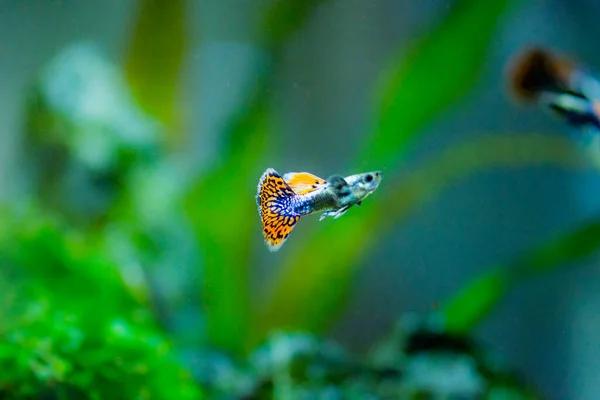 Freshwater Aquarium Fish Guppy Poecilia Reticulata Millionfish Rainbow Fish — Stock Photo, Image