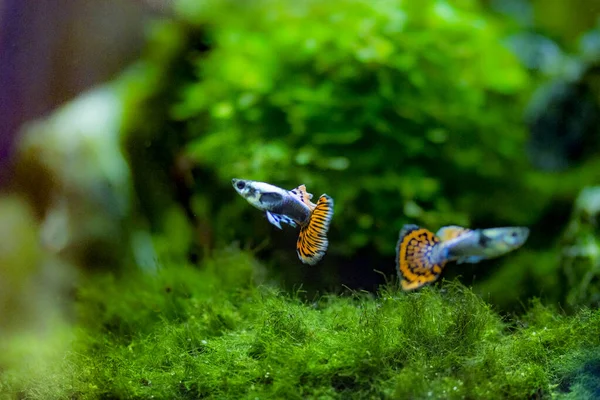 Peces Acuario Agua Dulce Guppy Poecilia Reticulata Millonfish Peces Arco — Foto de Stock