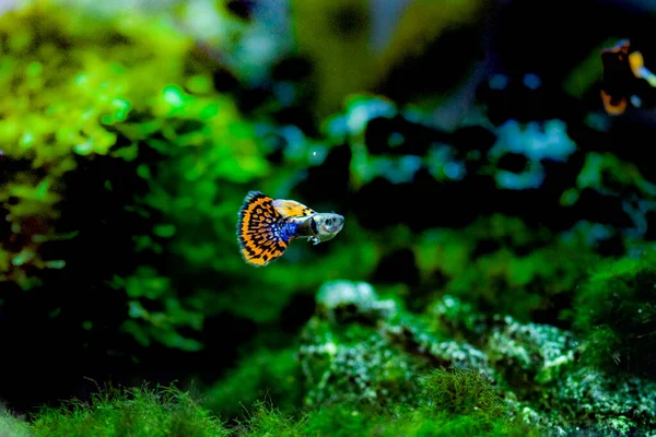 Süßwasseraquarienfische Der Guppy Poecilia Reticulata Millionärsfische Regenbogenfische — Stockfoto