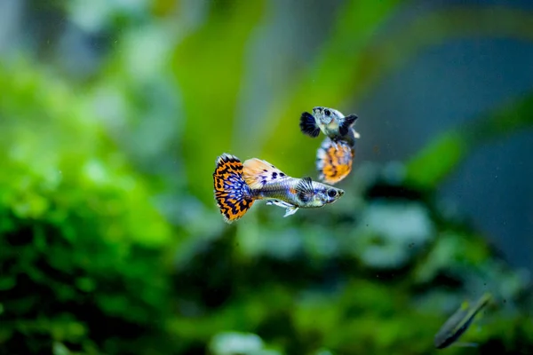 Tatlı Akvaryum Balığı Guppy Poecilia Reticulata Milyonbalığı Gökkuşağı Balığı — Stok fotoğraf